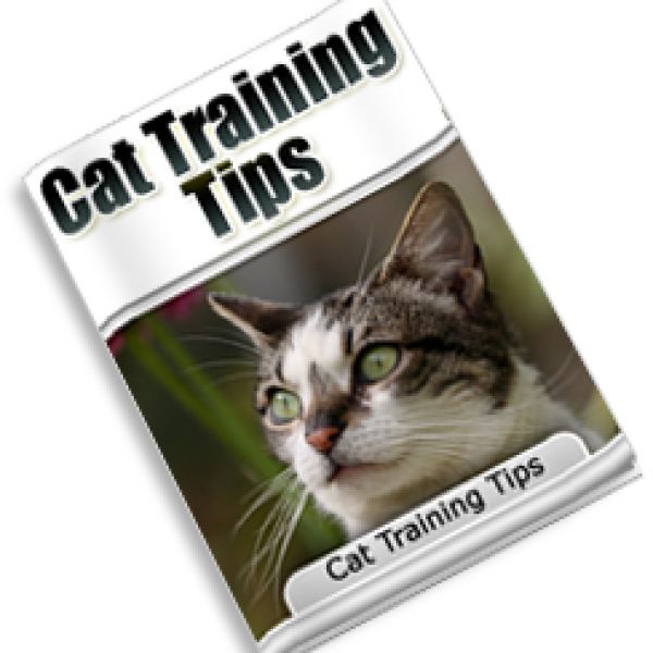 نصائح شاملة لتدريب القطط - الوصول إلى مجلد رقمي