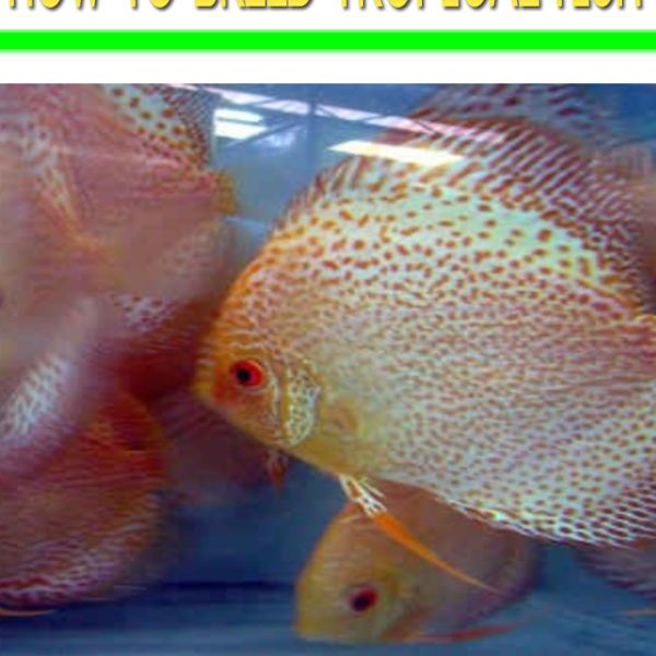 Vollständiger Leitfaden zur Zucht von tropischen Fischen