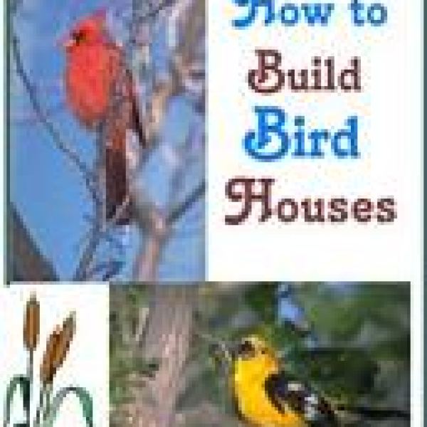 Ultimative Anleitung zum Bau von Vogelhäusern - Zugriff auf Google Drive-Ordner