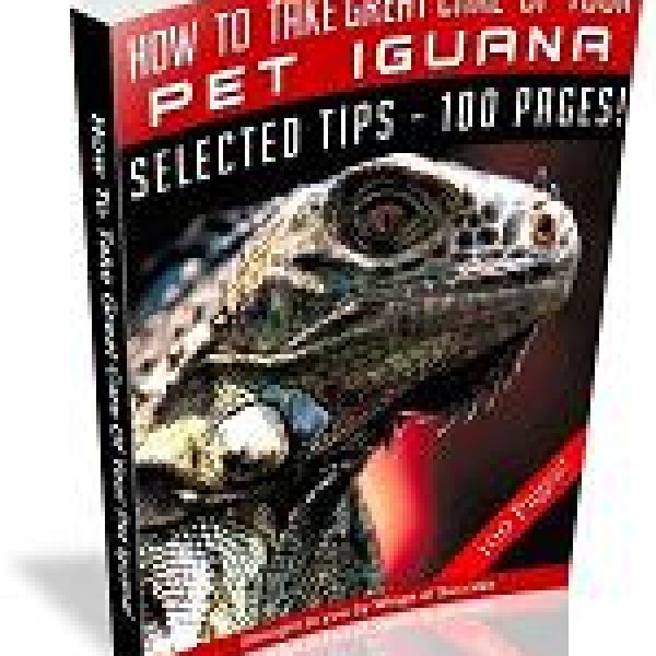 Ultimative Anleitung zur Pflege Ihrer Haustier-Iguana