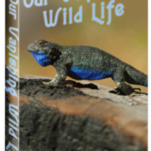 Zugriff auf unseren Google Drive-Ordner 'Unser Verschwindendes Wildleben'