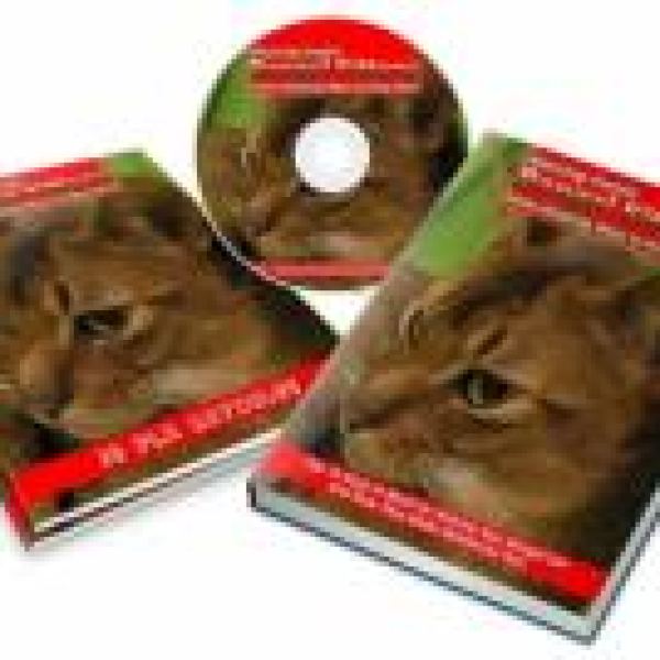 الدليل الشامل لتربية قطط البنغال الغريبة - وصول رقمي